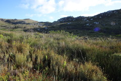 Platycaulos compressus