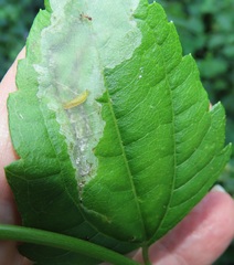 Calycomyza eupatorivora