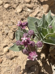 Asclepias ruthiae