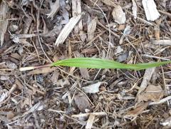 Arecaceae