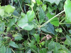 Commicarpus pentandrus