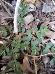 Euphorbia