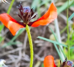 Papaver argemone