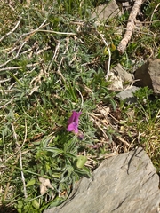 Vicia pyrenaica