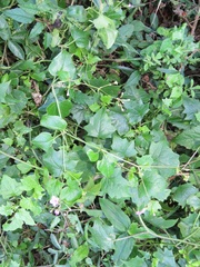 Commicarpus pentandrus