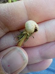 Taraxacum