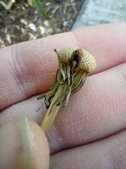 Taraxacum