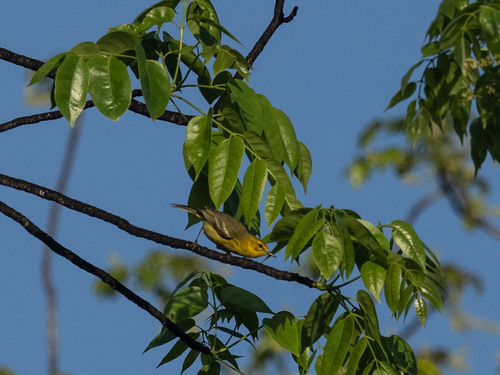 Vitelline Warbler (Setophaga vitellina), photo 6