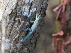Anolis conspersus