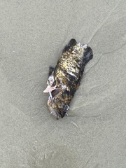 Sebastes chrysomelas