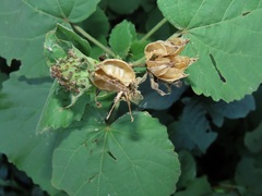 Pheidole megacephala