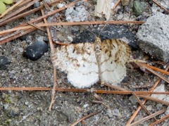 Eufidonia discospilata