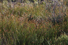 Platycaulos compressus