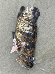 Sebastes chrysomelas