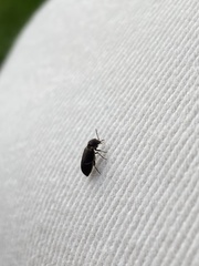 Hadrobregmus pertinax