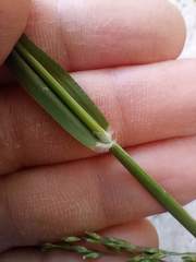 Poaceae