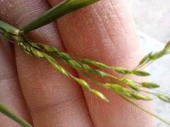 Poaceae