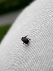 Hadrobregmus pertinax