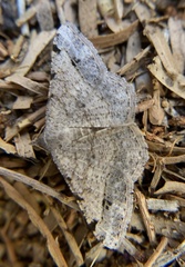 Frederickia disparcata