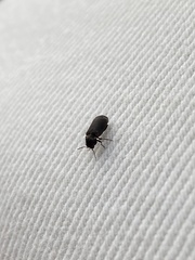 Hadrobregmus pertinax