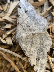 Frederickia disparcata