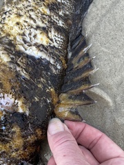 Sebastes chrysomelas