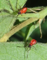 Dysdercus nigrofasciatus