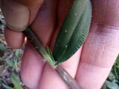 Poaceae