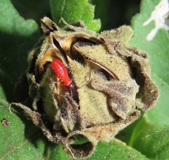 Dysdercus nigrofasciatus