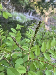 Amorpha ouachitensis