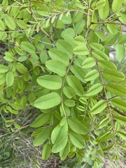 Amorpha ouachitensis