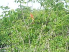 Cardinalis phoeniceus