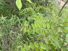 Amorpha ouachitensis