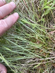 Lachnocaulon
