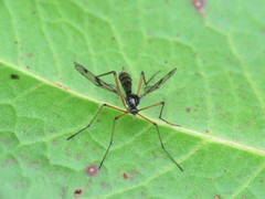 Ptychoptera contaminata