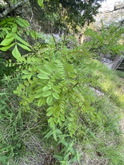 Amorpha ouachitensis