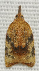 Platynota flavedana