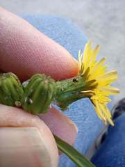 Sonchus