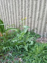 Sonchus