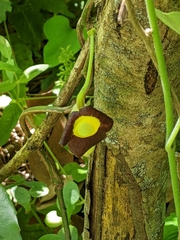 Aristolochia shimadae