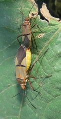 Dysdercus nigrofasciatus