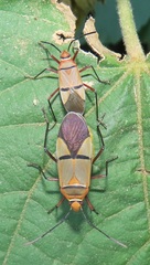 Dysdercus nigrofasciatus
