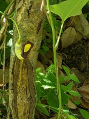 Aristolochia shimadae