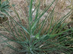 Tragopogon dubius