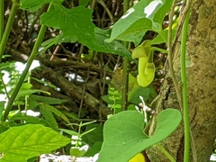 Aristolochia shimadae