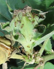 Pheidole megacephala