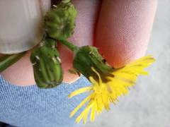 Aphididae