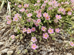 Rhodalsine geniculata