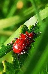 Lilioceris merdigera