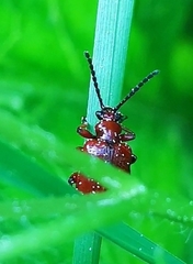 Lilioceris merdigera